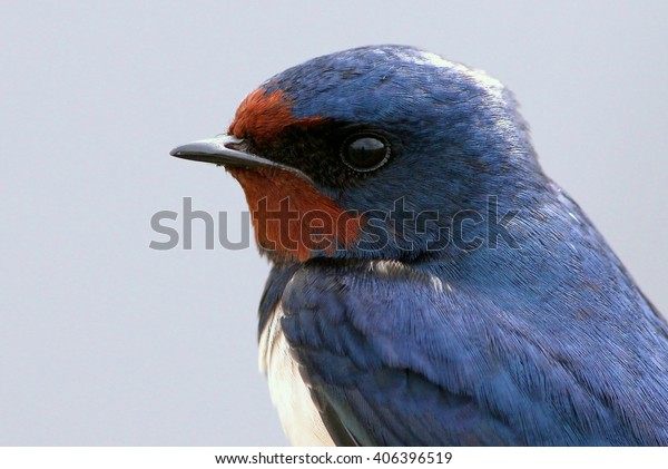 45 Top Images European Barn Swallow / Barn Swallow Identification All About Birds Cornell Lab Of Ornithology