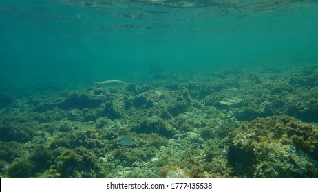 European Bass (Dicentrarchus Labrax), Sea Bass, Branzino Undersea, Mediterranean Sea, Cape Of Antibes, France