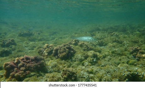 European Bass (Dicentrarchus Labrax), Sea Bass, Branzino Undersea, Mediterranean Sea, Cape Of Antibes, France