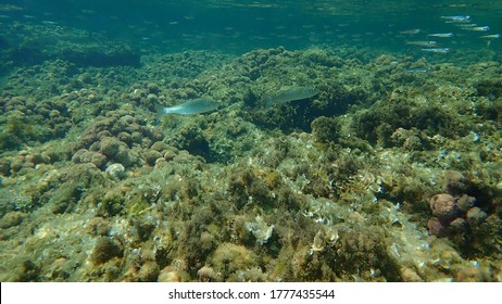 European Bass (Dicentrarchus Labrax), Sea Bass, Branzino Undersea, Mediterranean Sea, Cape Of Antibes, France