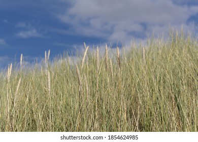 European Beachgrass, Ammophila Arenaria, With A Blue Sky. 