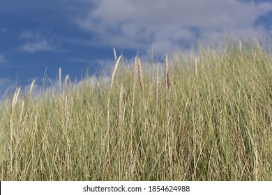 European Beachgrass, Ammophila Arenaria, With A Blue Sky. 