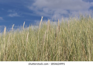 European Beachgrass, Ammophila Arenaria, With A Blue Sky. 