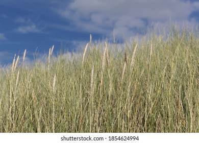 European Beachgrass, Ammophila Arenaria, With A Blue Sky. 