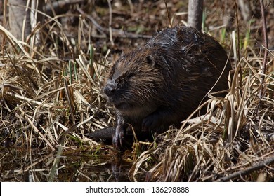  European Beaver