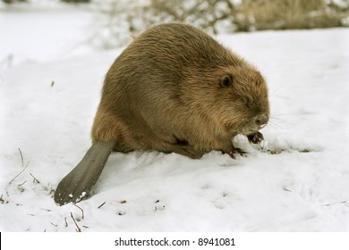 European Beaver