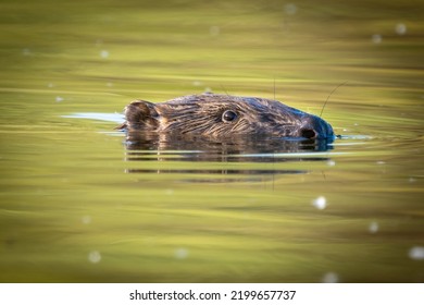 European Beaver Head Close Up