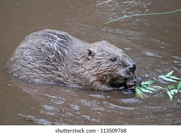 European Beaver, Scotland, UK