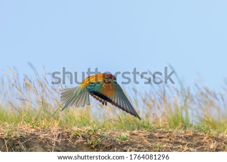 European Bee Eater In Flight (Merops Apiaster)