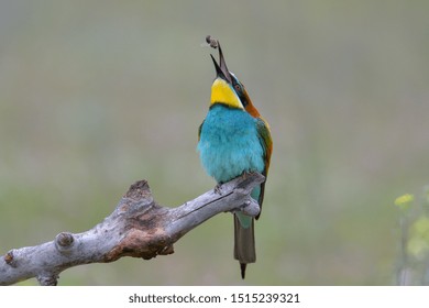 European bee eater eating bug, colorful bird - Shutterstock ID 1515239321