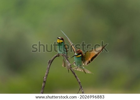 European bee eater have a rest in the meadow. Ornithology in the Rhodope mountains. Bulgaria birds during spring season.