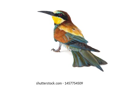 European bee eater Images, Stock Photos & Vectors | Shutterstock