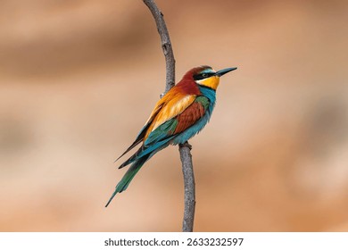 European bee eater - Merops apiaster