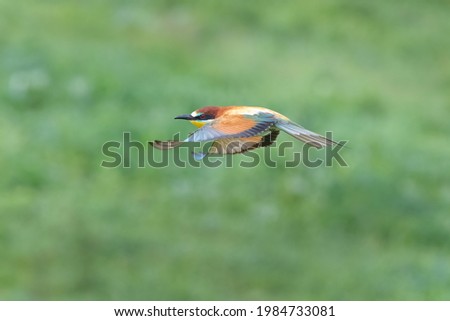European bee eater (Merops apiaster) flying