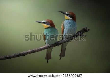 Similar – Three birds perched on a branch