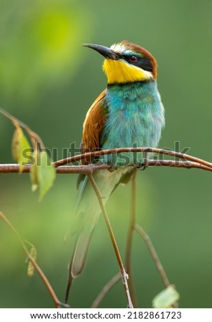 Similar – Portrait of a colorful bird