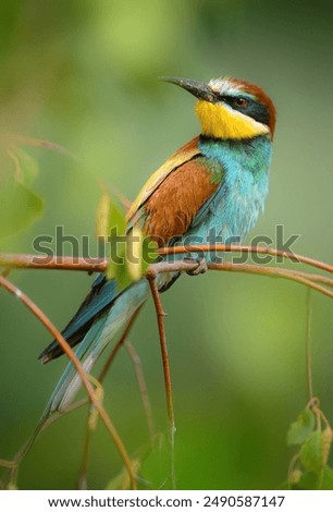 Similar – Portrait of a colorful bird