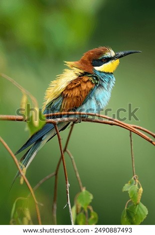 Similar – Portrait of a colorful bird