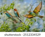 European Bee Eaters siting on a branch in mating ritual and breeding courtship