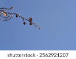 European Beech branch with buds and empty seed pods - Latin name - Fagus sylvatica