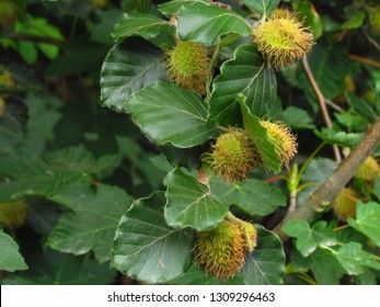 European beech, common beech, botanic name Fagus sylvatica, blossom of tree, close-up