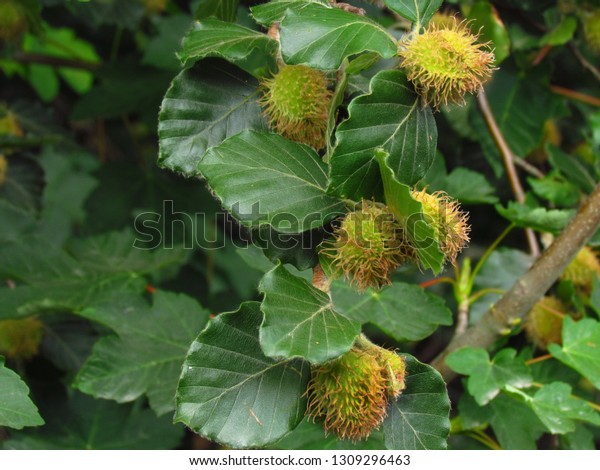 European beech, common beech, botanic name Fagus\
sylvatica, blossom of tree,\
close-up
