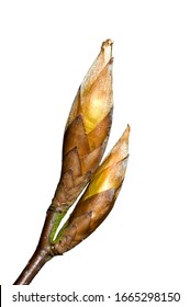 European beech / common beech (Fagus sylvatica) close up of twig with opening buds in spring against white background