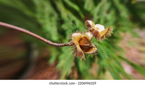 European Beech Fruit On A Branch