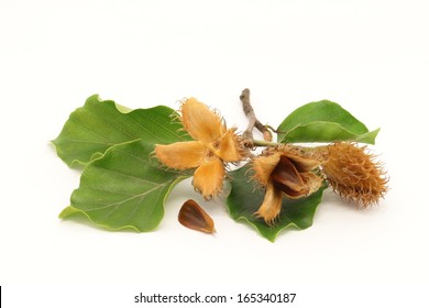 European beech fruits, seed and foliage on white background - isolated