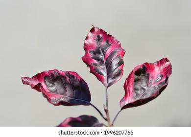 European Beech Purpurea Tricolor leaves - Latin name - Fagus sylvatica Purpurea Tricolor