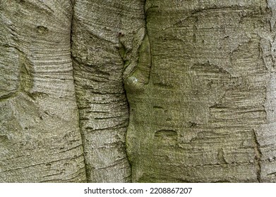 European Beech Tree Bark (Fagus Sylvatica L.)