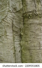 European Beech Tree Bark (Fagus Sylvatica L.)