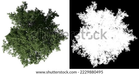 European Beech Tree isolated on white background with alpha clipping mask