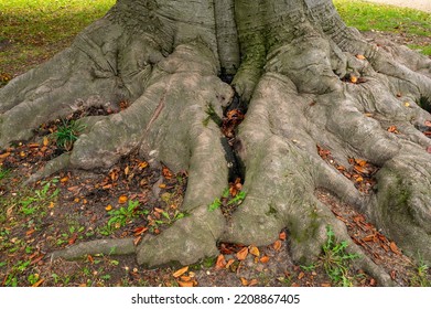 European Beech Tree Roots (Fagus Sylvatica L.)