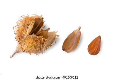 281 Beechnut Shell Images, Stock Photos & Vectors | Shutterstock