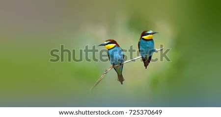 Similar – Three birds perched on a branch