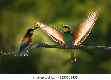 European Bee-Eater landing on a branch. Backlight photography. European bird. Colorful bird. Merops apiaster. Czech wildlife.