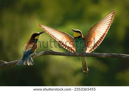 European Bee-eater landing on a branch. Backlight photography. European bird. Colorful bird. Merops apiaster. Czech wildlife.