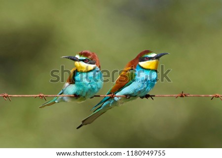 Similar – Portrait of a colorful bird