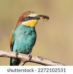 European bee-eater, Merops apiaster. A bird holds a prey in its beak. Close-up
