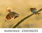 European bee-eater (Merops apiaster) chases away a hoopoe (Upupa epops) at sunrise. Gelderland in the Netherlands.                                                                   