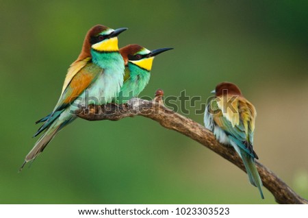 Similar – Portrait of a colorful bird