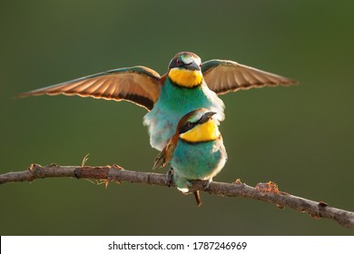 European Bee-eater, Merops Apiaster, Couple Mating On Bough In Summer. Pair Of Colorful Birds Sitting On Twig With Spread Wing Backlit. Wild Multicolored Feathered Animals Copulating On Branch.