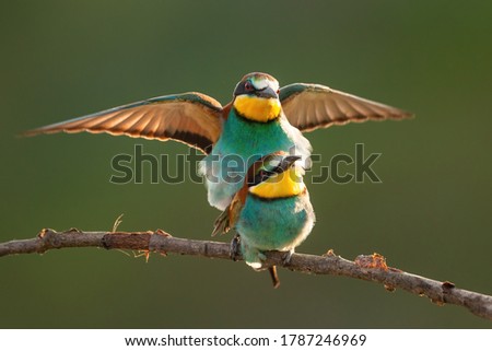 European bee-eater, merops apiaster, couple mating on bough in summer. Pair of colorful birds sitting on twig with spread wing backlit. Wild multicolored feathered animals copulating on branch.