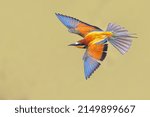 European Bee-Eater (Merops apiaster) in flight on blurred background near Breeding Colony. This bird breeds in southern Europe and in parts of north Africa and western Asia. Wildlife scene of Nature 