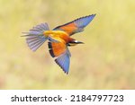 European Bee-Eater (Merops apiaster) in flight on blurred background near Breeding Colony. This bird breeds in southern Europe and in parts of north Africa and western Asia. Wildlife Nature in Europe.