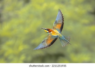 European Bee-Eater (Merops apiaster) in flight on blurred background near Breeding Colony. This bird breeds in southern Europe and in parts of north Africa. Wildlife scene of Nature in Europe. - Shutterstock ID 2211251935