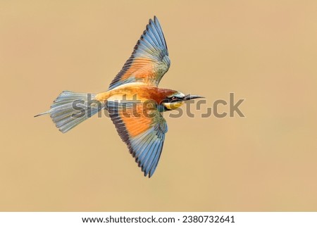European Bee-Eater (Merops apiaster) in flight on blurred background near Breeding Colony. This bird breeds in southern Europe and in parts of north Africa and western Asia. Wildlife scene of Nature.