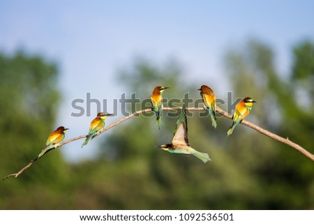 European Bee-eater (Merops apiaster) - group of birds on brunch - Bird Male with Female, Isola della Cona, Monfalcone, Italy, Europe