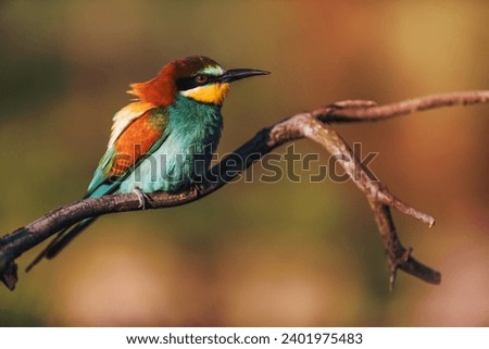 European bee-eater - Merops apiaster - on a branch in the morning.